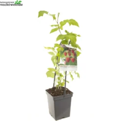 Rubus Idaeus 'Malling Promise' 5 Rubus Idaeus 'Malling Promise' -Boom Geest Verkoop rubus idaeus malling promise 1500x1500 6209371142db2 l