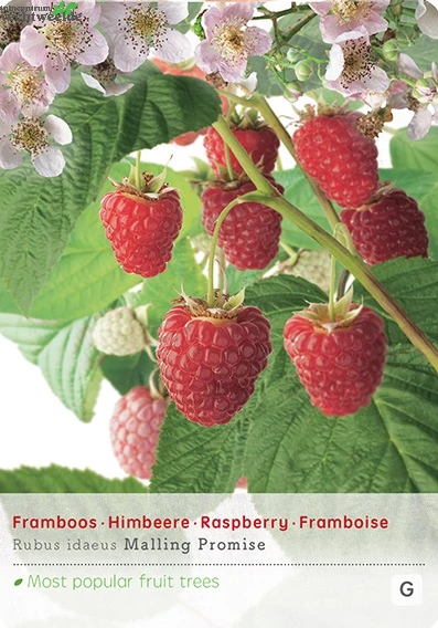 Rubus Idaeus 'Malling Promise' 1 Rubus Idaeus 'Malling Promise'