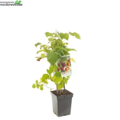 Rubus Ideaus Quatro- Framboos 5 Rubus Ideaus Quatro- Framboos -Boom Geest Verkoop rubus ideaus quatro framboos 1500x1500 6209453815d8e l