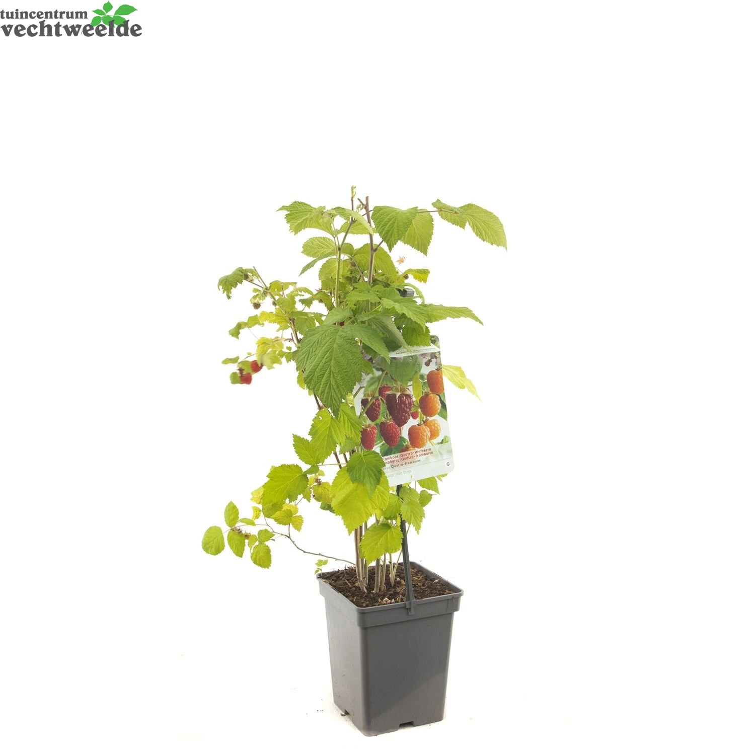 Rubus Ideaus Quatro- Framboos 3 Rubus Ideaus Quatro- Framboos - Afbeelding 3