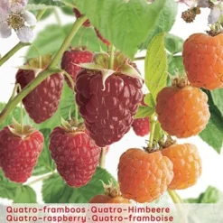 Rubus Ideaus Quatro- Framboos