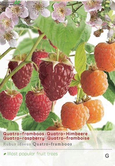 Rubus Ideaus Quatro- Framboos 1 Rubus Ideaus Quatro- Framboos