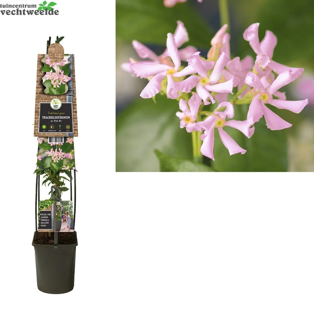 Trachelospermum As. Pink Air 1 Trachelospermum As. Pink Air