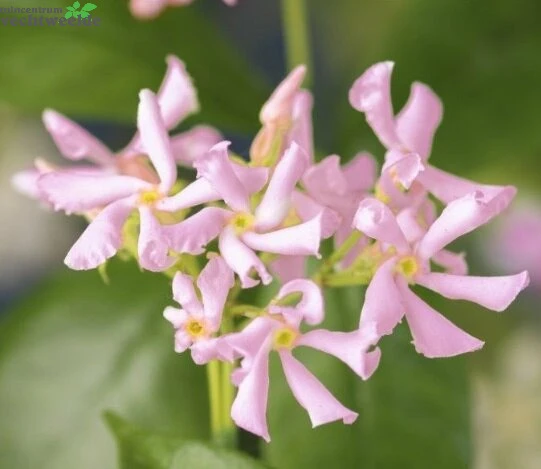 Trachelospermum As. 'Pink Air' 1 Trachelospermum As. 'Pink Air'