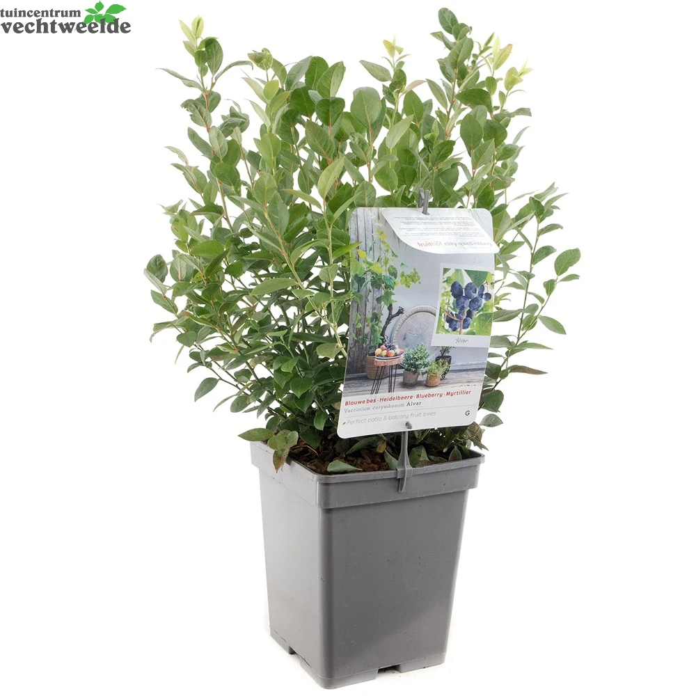 Vaccinium Cor. 'Alvar' 2 Vaccinium Cor. 'Alvar' - Afbeelding 2