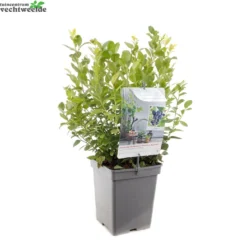 Vaccinium Cor. 'Alvar' 5 Vaccinium Cor. 'Alvar' -Boom Geest Verkoop vaccinium cor alvar 1429x1429 62093b68acab9 l