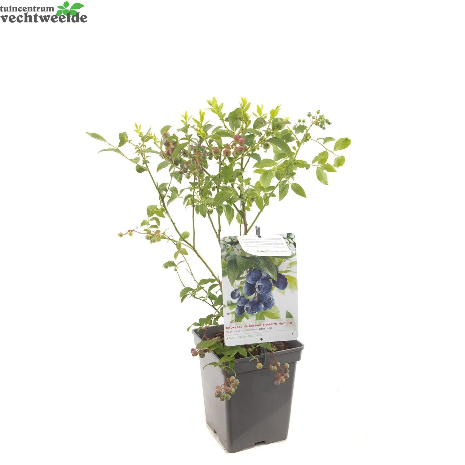 Vaccinium Cor. 'Bluecrop' 1 Vaccinium Cor. 'Bluecrop'