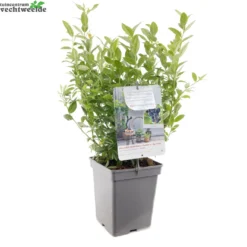 Vaccinium Cor. 'Jorma' 5 Vaccinium Cor. 'Jorma' -Boom Geest Verkoop vaccinium cor jorma 1404x1404 62095120c22c7 l