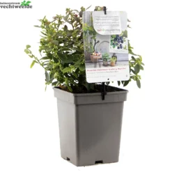 Vaccinium Corymbosum Pot 23cm. 6 Vaccinium Corymbosum Pot 23cm. -Boom Geest Verkoop vaccinium corymbosum pot 23cm 1000x1000 6464dfdf2cd35 l