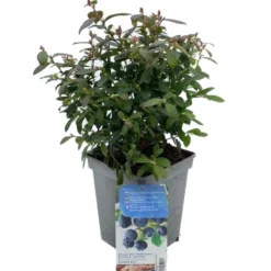 Vaccinium Corymbosum Pot 23cm. 7 Vaccinium Corymbosum Pot 23cm. -Boom Geest Verkoop vaccinium corymbosum pot 23cm 520x573 620a132fc0949 l