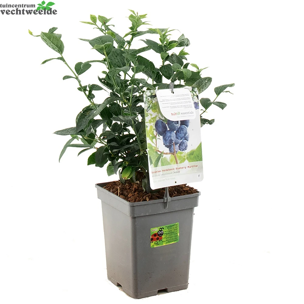 Vaccinium Cr. Jersey Vp5 2 Vaccinium Cr. Jersey Vp5 - Afbeelding 2