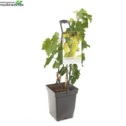 Vitis Bianca Vp5 3 Vitis Bianca Vp5 -Boom Geest Verkoop vitis bianca vp5 1000x1000 62091dc8e93d5 l