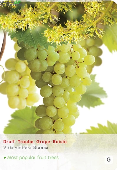 Vitis Bianca Vp5 1 Vitis Bianca Vp5