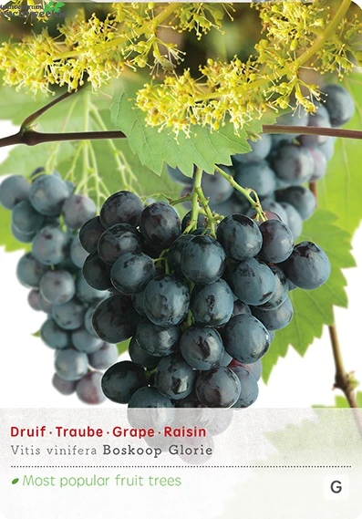 Vitis 'Boskoop Glory' 1 Vitis 'Boskoop Glory'