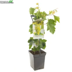 Boom Geest Verkoop -Boom Geest Verkoop vitis himrod 1000x1000 62092f7688a8f l