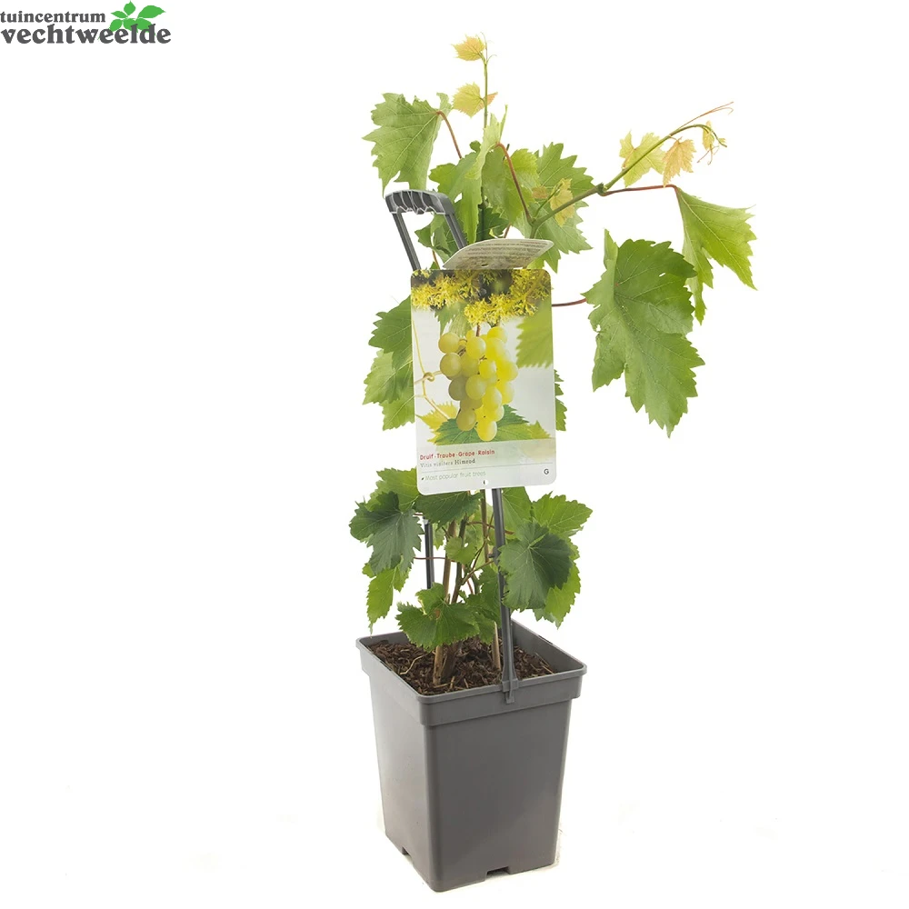 Vitis 'Himrod' 2 Vitis 'Himrod' - Afbeelding 2