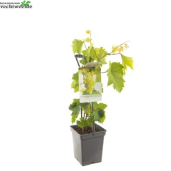 Vitis 'Himrod' 5 Vitis 'Himrod' -Boom Geest Verkoop vitis himrod 1500x1500 62093718cd53a l