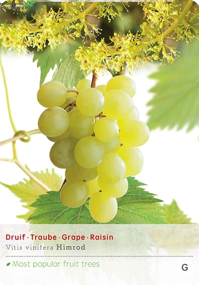 Vitis 'Himrod' 1 Vitis 'Himrod'