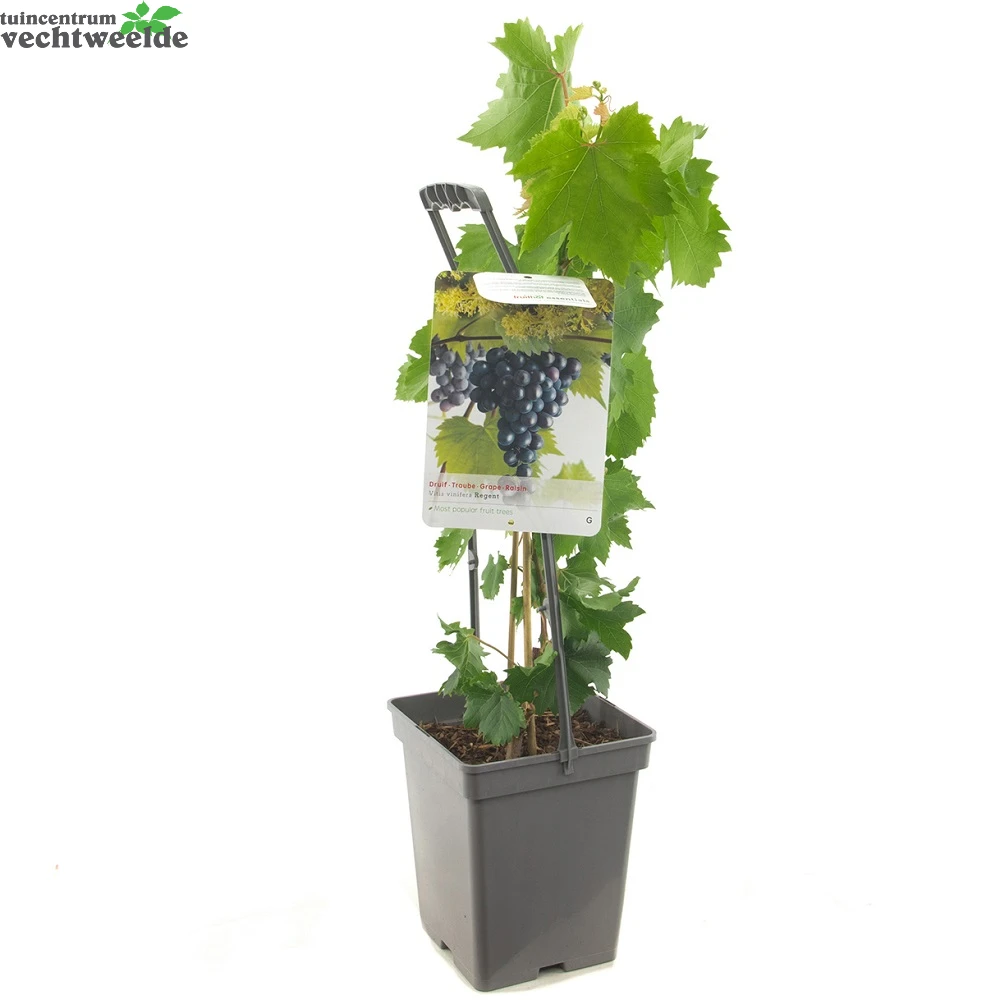 Vitis 'Regent' 2 Vitis 'Regent' - Afbeelding 2
