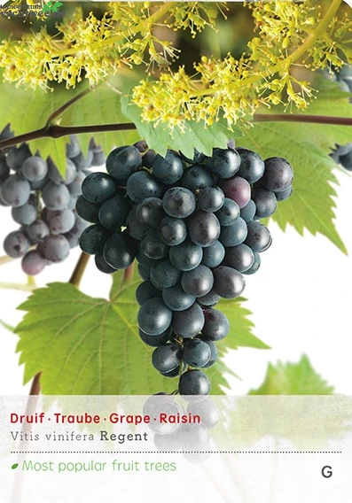 Vitis 'Regent' 1 Vitis 'Regent'