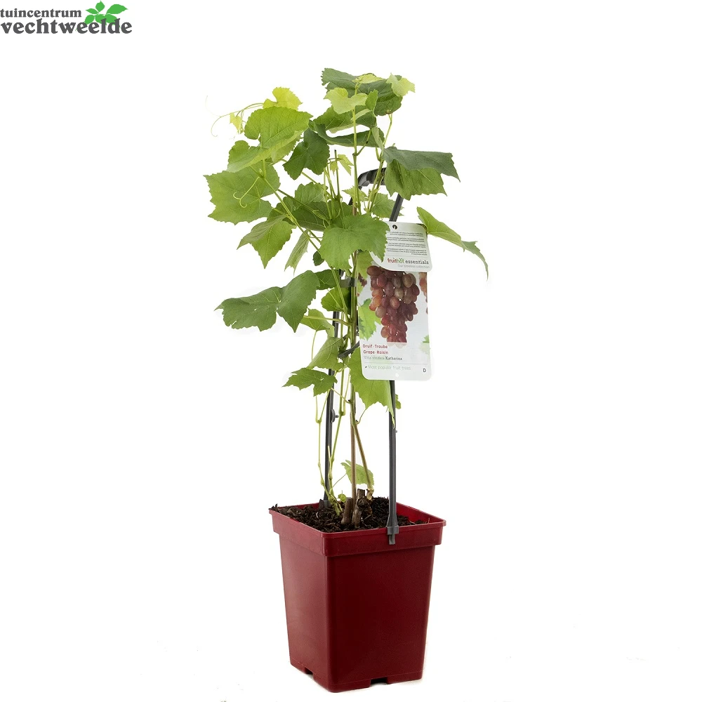 Vitis Vin Katharina 2 Vitis Vin Katharina - Afbeelding 2