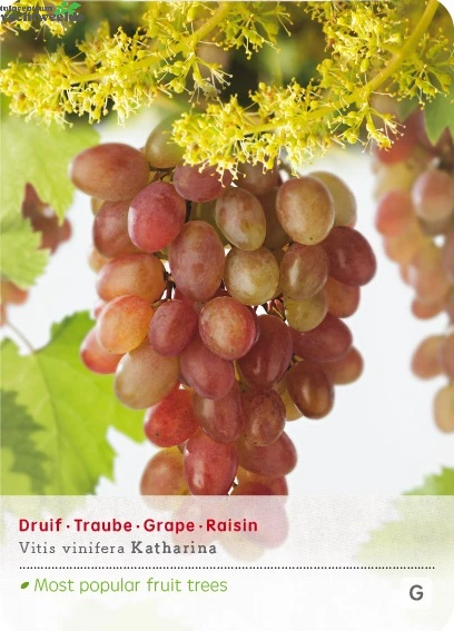Vitis Vin Katharina 1 Vitis Vin Katharina