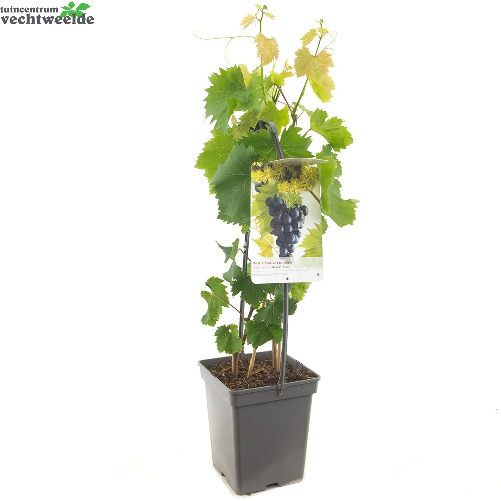 Vitis Vin Muscat Blue Vp5 2 Vitis Vin Muscat Blue Vp5 - Afbeelding 2