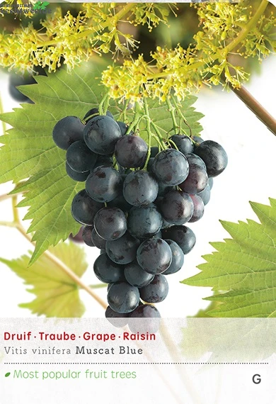 Vitis Vin Muscat Blue Vp5 1 Vitis Vin Muscat Blue Vp5