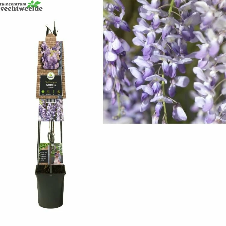 Wisteria Sinensis 1 Wisteria Sinensis