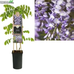 Wisteria Sinensis 'Prolific'