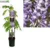 Wisteria Sinensis 'Prolific'